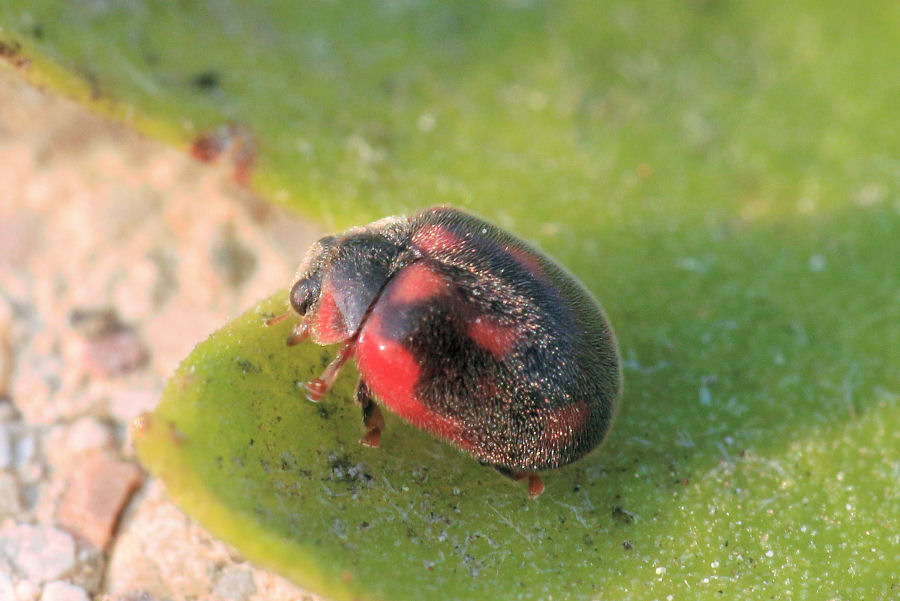 Coccinellidae: Rodolia cardinalis: dalla larva all''adulto