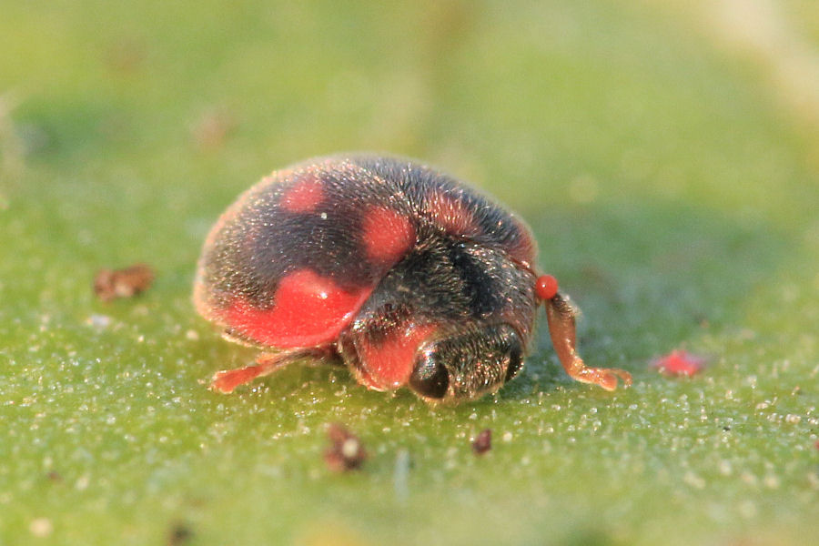 Coccinellidae: Rodolia cardinalis: dalla larva all''adulto