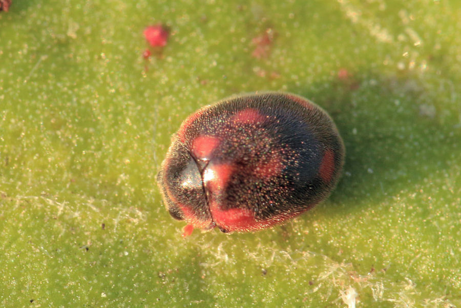 Coccinellidae: Rodolia cardinalis: dalla larva all''adulto