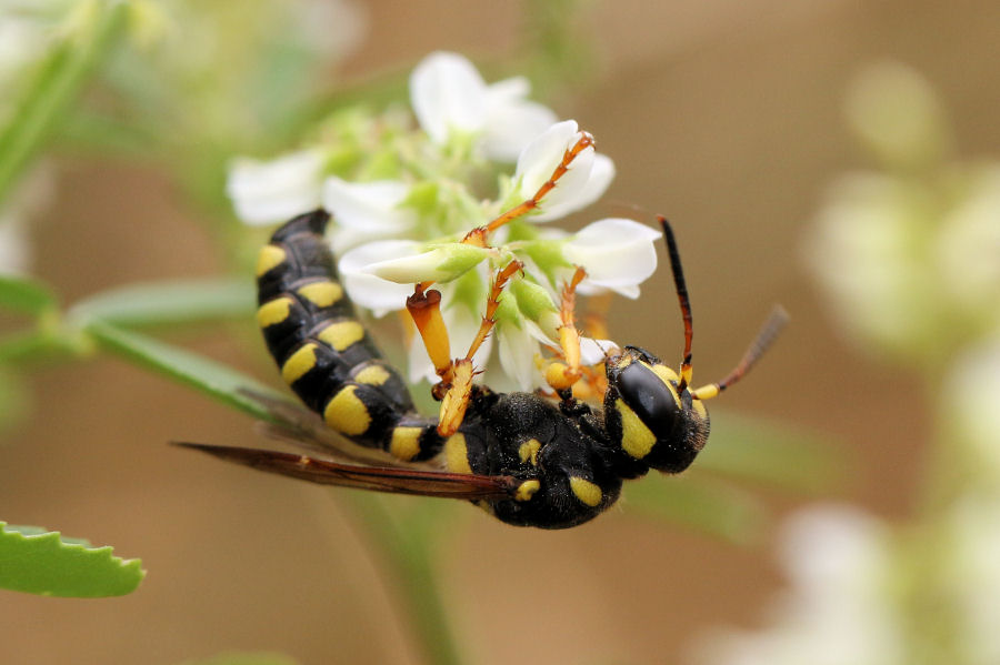 Crabronidae: Cerceris arenaria femmina?  S !