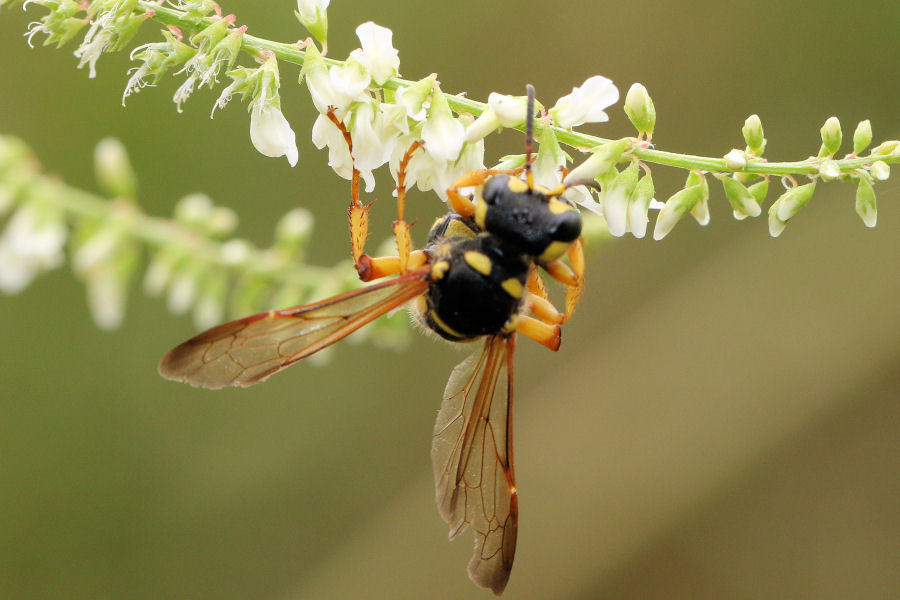 Crabronidae: Cerceris arenaria femmina?  S !