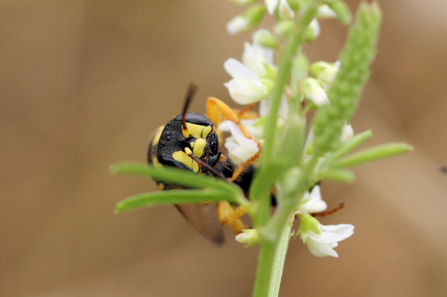 Crabronidae: Cerceris arenaria femmina?  S !