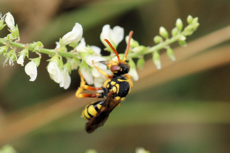 Crabronidae ? No, Apidae: Nomada sp.