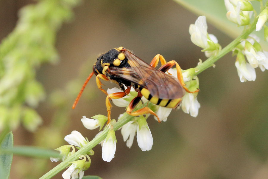 Crabronidae ? No, Apidae: Nomada sp.