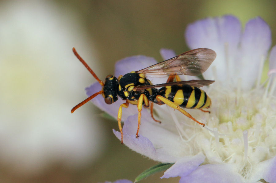 Crabronidae ? No, Apidae: Nomada sp.
