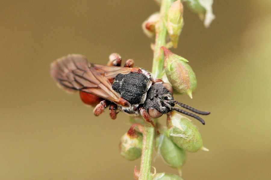 Apidae (Nomadinae): Pasites maculatus (da confermare)