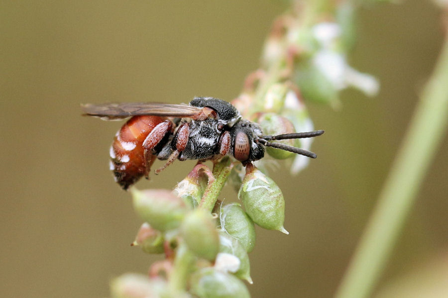 Apidae (Nomadinae): Pasites maculatus (da confermare)