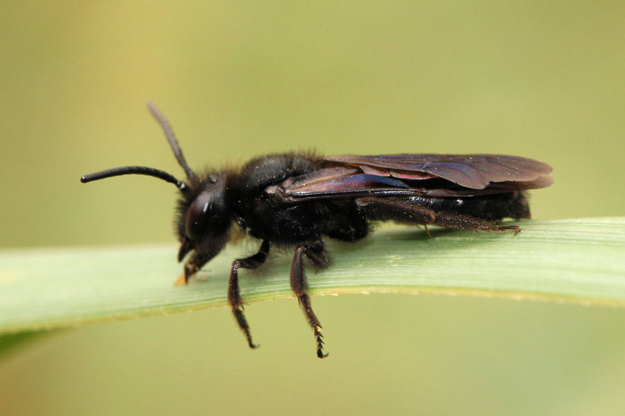 Apidae Andreninae?