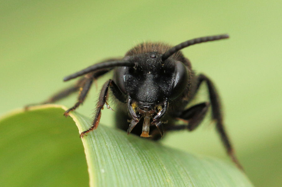 Apidae Andreninae?