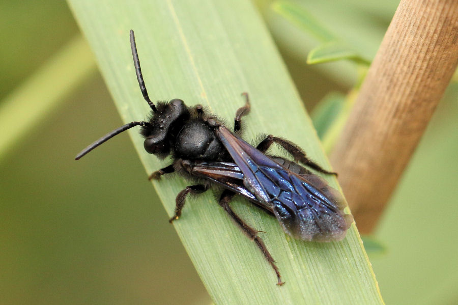 Apidae Andreninae?