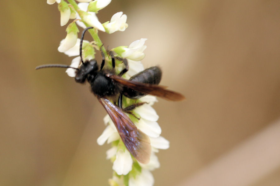 Apidae Andreninae?