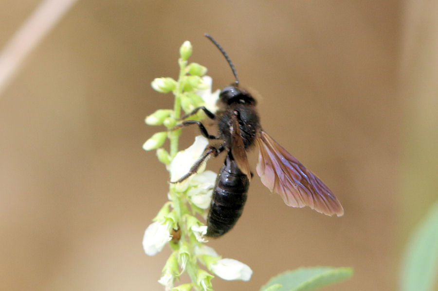 Apidae Andreninae?