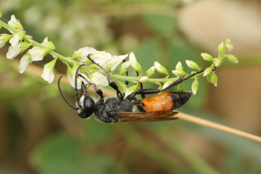 Sphecidae: maschio di Sphex da identificare: Sphex funerarius