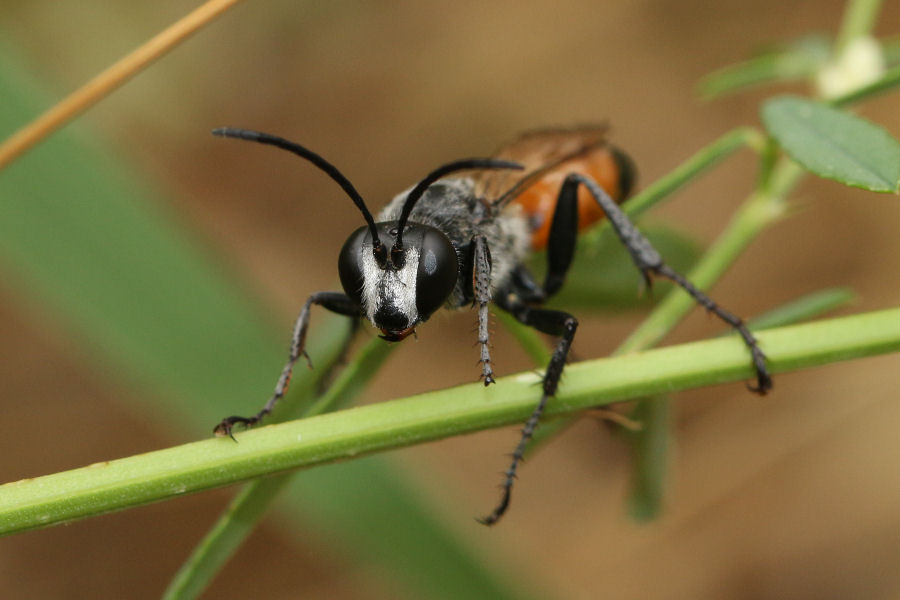 Sphecidae: maschio di Sphex da identificare: Sphex funerarius