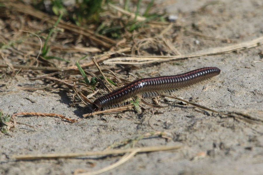 Julidae:  Ommatoiulus sabulosus