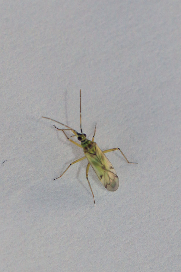 Miridae: Nesidiocoris tenuis ?  S !