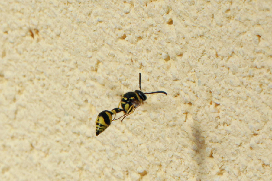 Eumenes sp.