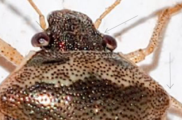 Pentatomidae ?  S, Eysarcoris ventralis