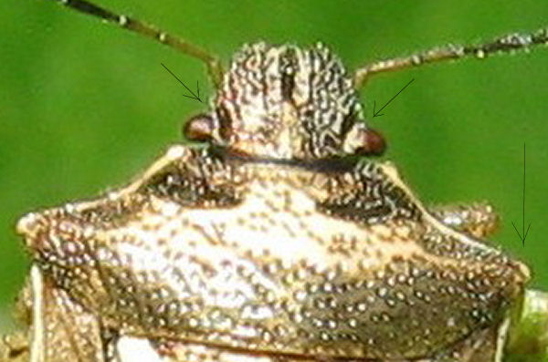 Pentatomidae ?  S, Eysarcoris ventralis