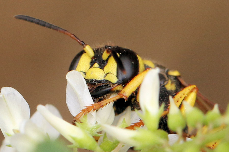 Crabronidae: Cerceris arenaria femmina?  S !