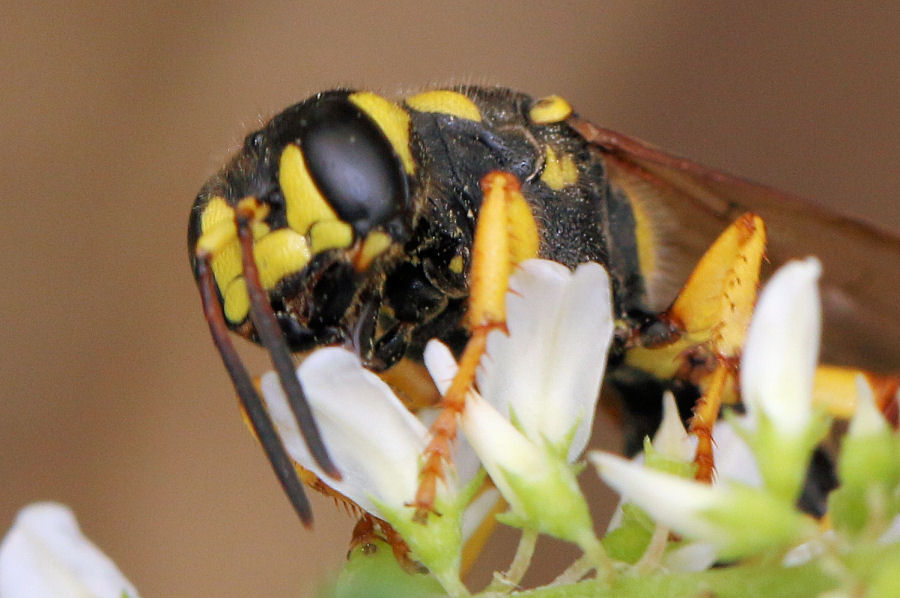 Crabronidae: Cerceris arenaria femmina?  S !