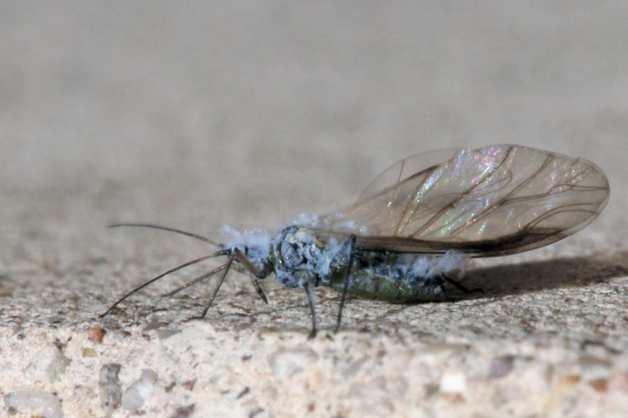 Afide azzurro: ....Aphididae Eriosomatinae