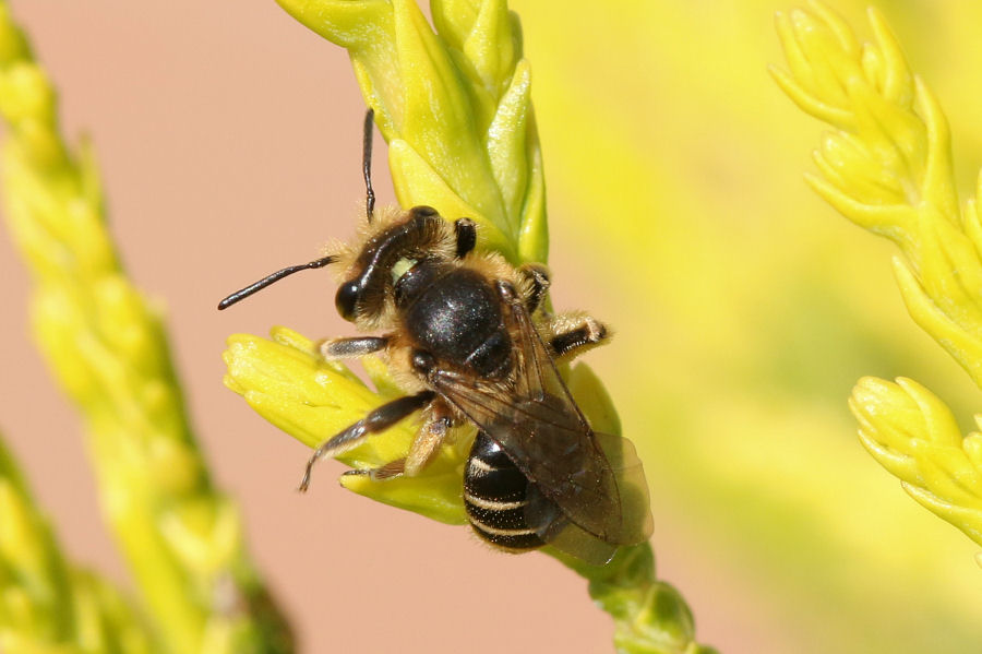 Andrena sp. ?  S !, femmina