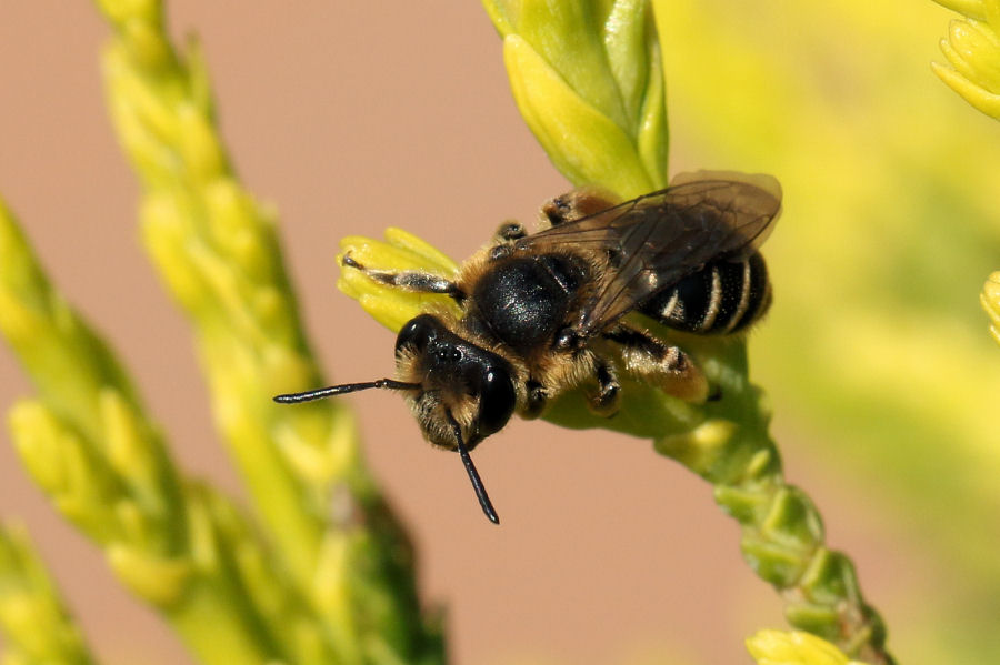 Andrena sp. ?  S !, femmina