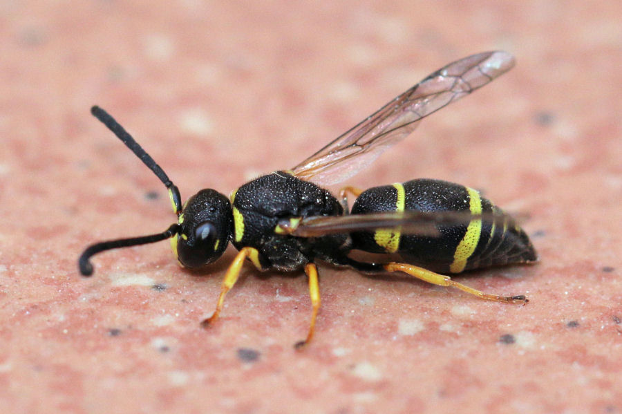 Vespidae Eumeninae:  Allodynerus sp.