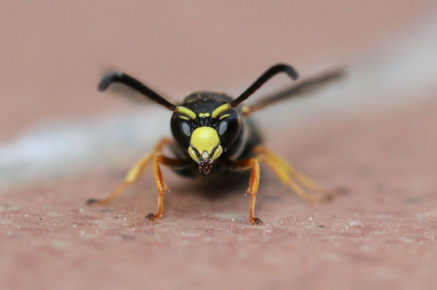 Vespidae Eumeninae:  Allodynerus sp.