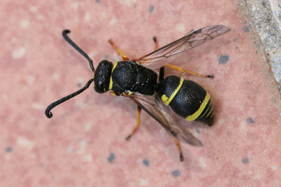 Vespidae Eumeninae:  Allodynerus sp.