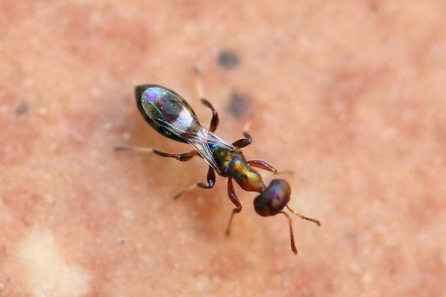 Imenottero in miniatura: Chalcidoidea?  S: Notanisus sp. femmina (Pteromalidae)