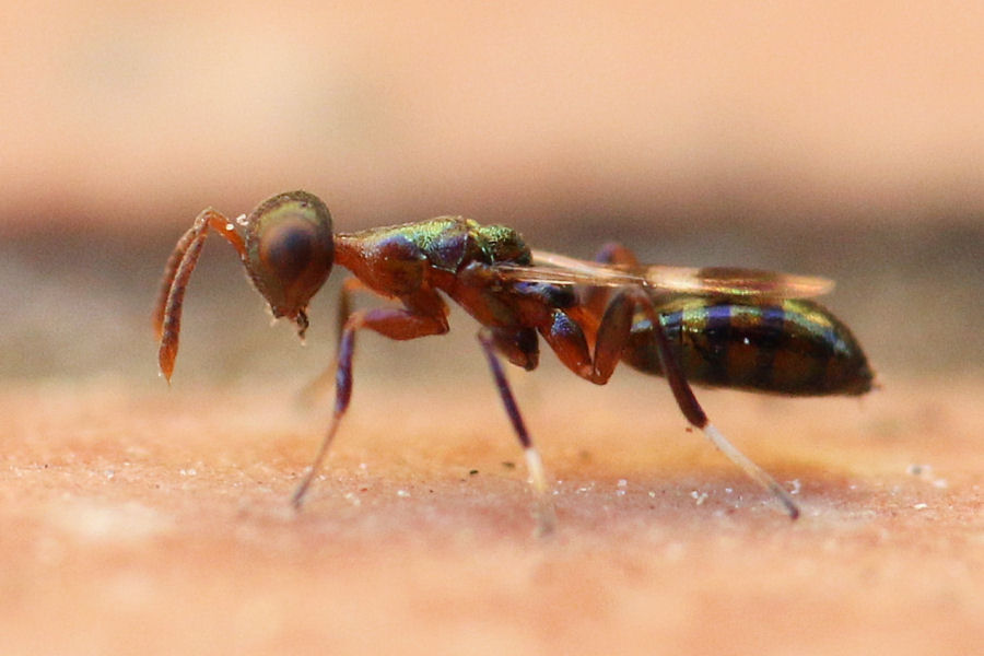 Imenottero in miniatura: Chalcidoidea?  S: Notanisus sp. femmina (Pteromalidae)