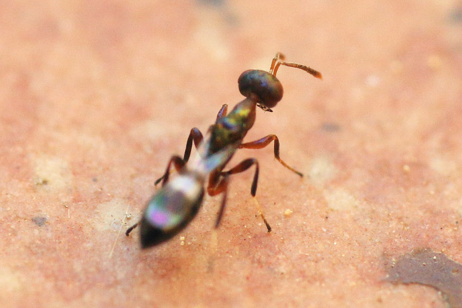 Imenottero in miniatura: Chalcidoidea?  S: Notanisus sp. femmina (Pteromalidae)