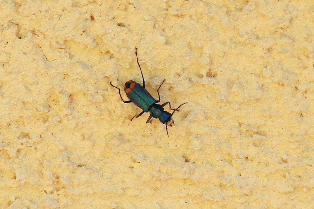 Maxi-Malachiidae da id.:   Clanoptilus geniculatus, maschio