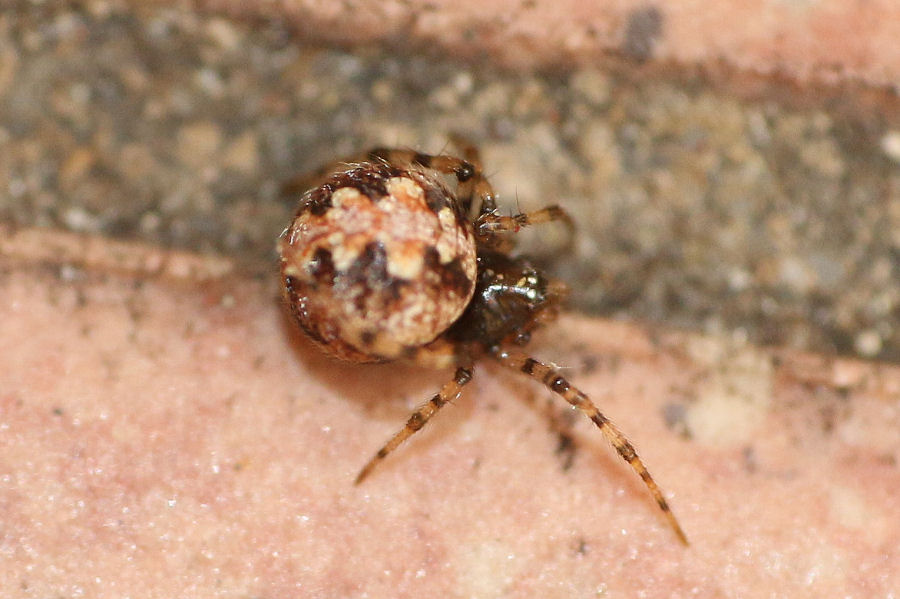 Theridiidae? S, Theridion sp. - Castel Maggiore (BO)
