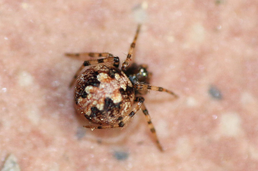 Theridiidae? S, Theridion sp. - Castel Maggiore (BO)