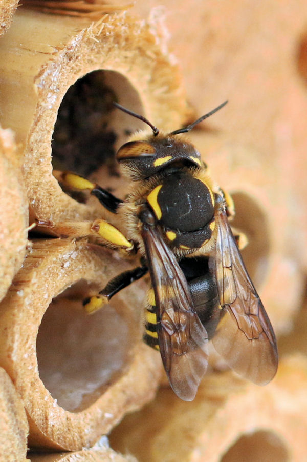 Nido di Anthidium con cambio di inquilino