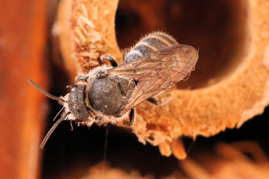 Nido di Anthidium con cambio di inquilino