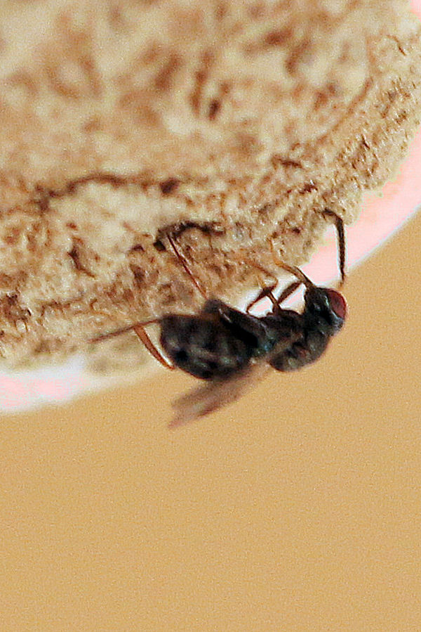 Vespina parassitando nido di Osmia cornuta- Torymidae: cfr. Monodontomerus sp.