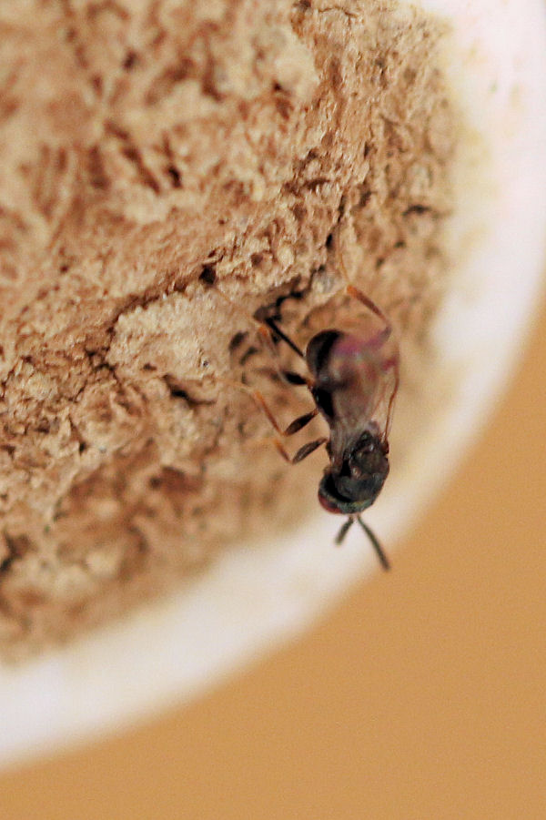 Vespina parassitando nido di Osmia cornuta- Torymidae: cfr. Monodontomerus sp.