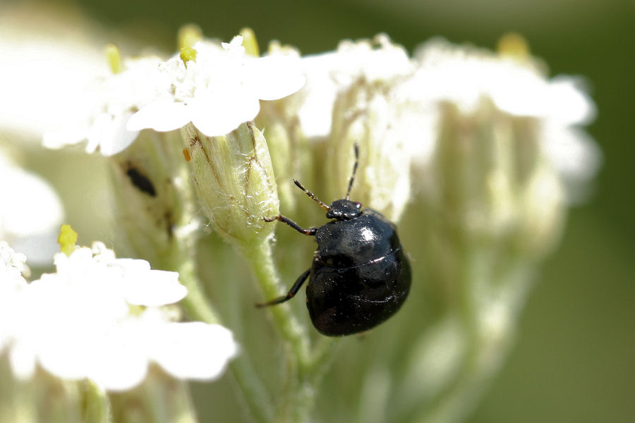 Coptosoma scutellatum, Plataspididae