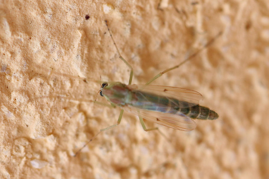 Chironomidae?  S, femmina