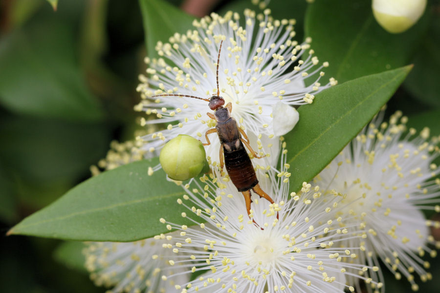 Forficula auricularia, maschio - dieta vegetariana