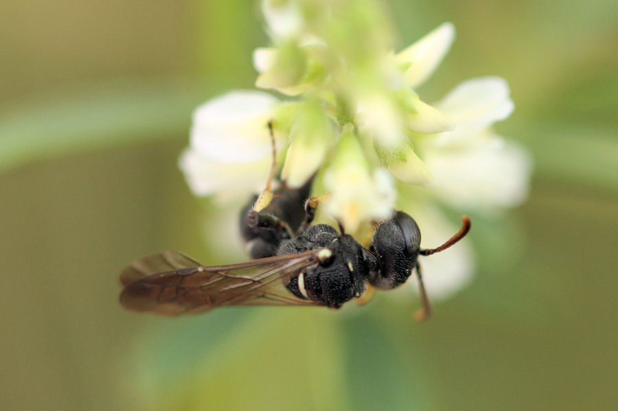 Vespidae Eumeninae?  No, Crabronidae: Cerceris rubida, femmina