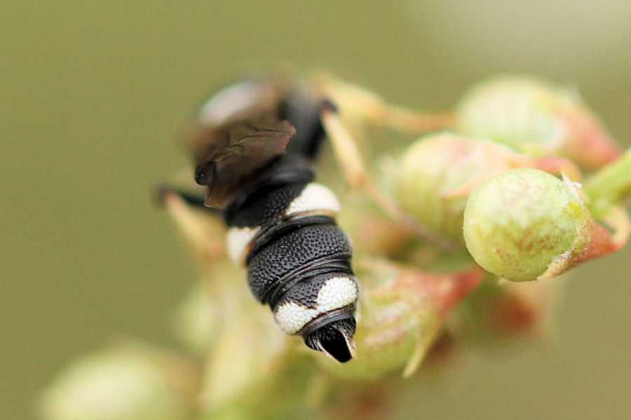 Vespidae Eumeninae?  No, Crabronidae: Cerceris rubida, femmina