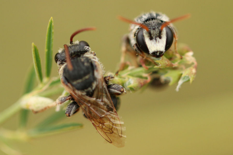 Nomiapis sp?...N. cfr. diversipes