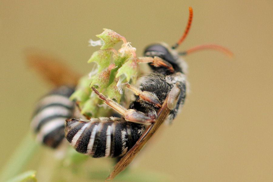 Nomiapis sp?...N. cfr. diversipes