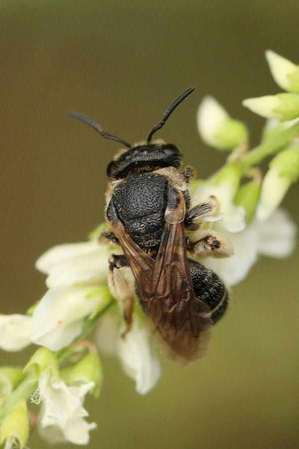 Nomiapis sp?...N. cfr. diversipes