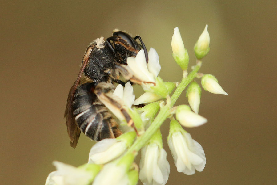 Nomiapis sp?...N. cfr. diversipes